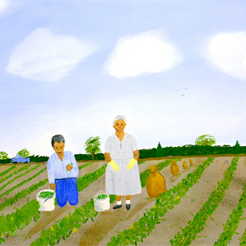 Trabajando en el Campo (Working in the Fields) is a folk painting made from memory by an untrained artist. Beginning in the late 1940s, the Contreras family of south Texas traveled to Wisconsin to work in the farms and processing facilities of the Marks Brothers Pickle Company near Wautoma.            The artist, Seferina Contreras Klinger, traveled with the family during each summers as a child in the 1960s, but decided to stay in Texas when she reached her teens.            The painting shows the Contreras family working in the cucumber fields in 1965. It highlights the artist's grandmother, Aurelia Contreras, and her uncle, Fidel Contreras, picking and loading cucumbers in the fields. Klinger painted the scene from childhood memories and used family photographs for facial details.
