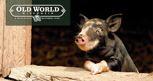 Old World Wsiconsin. A black and white piglet leans with hooves crossed out a window sill in a barn. Looking very quaint.