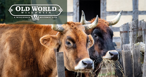 Old World Wisconsin. Two cattle, a brown and a black-brown, happily munch on hay while looking at the camera.